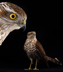 two sparrowhawk on a black background