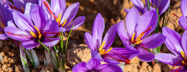 Landscape of saffron flowers in full harvest