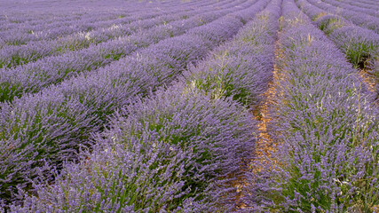 Obraz premium Lavender fields ready for harvest