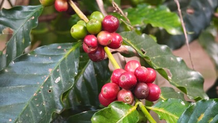 Coffee cherry beans before harvest.