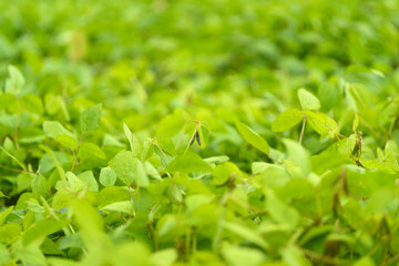 Lush and vibrant green soybean foliage perfectly showcases natures abundance and beauty all around