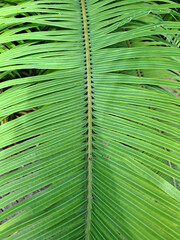 Close-up of a vibrant green palm leaf showing its natural pattern and symmetry. Detailed tropical texture with visible veins and lines, perfect for use as a background or botanical design element.