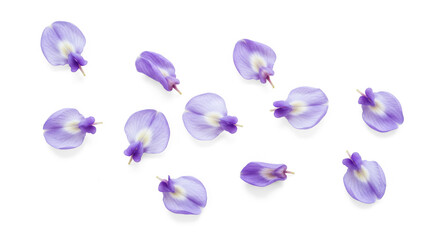Delicate Purple Wisteria Petals Scattered on Transparent Background