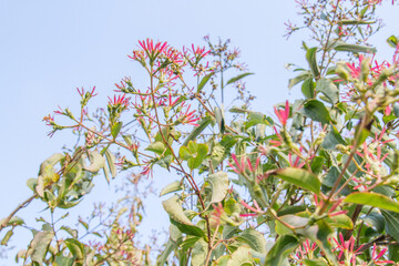 Heptacodium miconioides (seven-son flower): red blooms in autumn