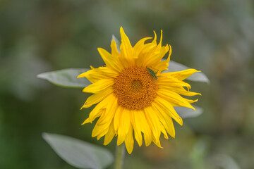 A Bright and Vibrant Sunflower Bloom Accompanied by an Insect Visitor in a Natural Setting