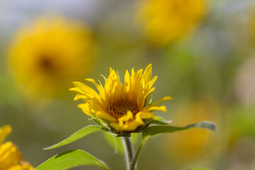 A Bright and Vibrant Sunflower in Full Bloom Against a Softly Blurred Background Scene