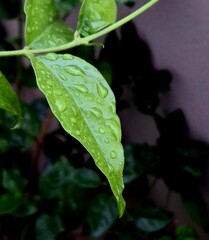 water drops on leaf
