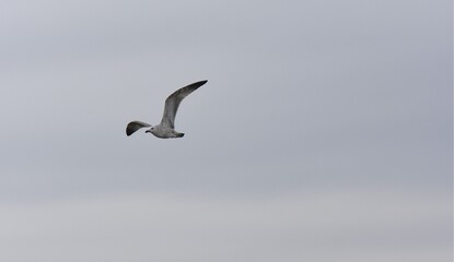 Seagull flying in the blue sky, closeup of photo