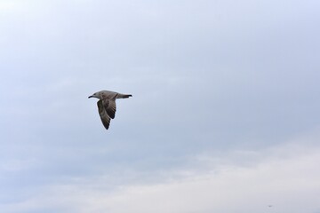 Seagull flying in the blue sky, closeup of photo
