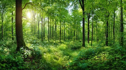 Fototapeta premium Lush Green Forest Canopy With Sunlight Streaming Through Trees