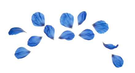 Scattered Blue Flower Petals PNG Isolated Realistic Petals Transparent