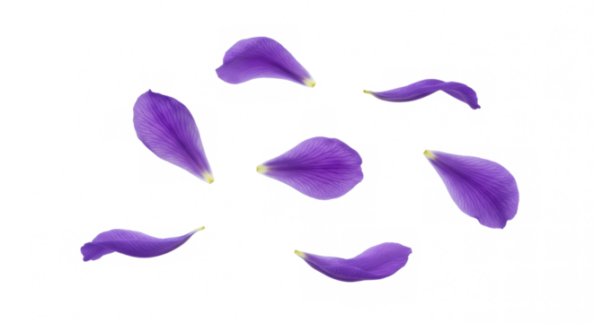 Seven Violet Petals Arranged in a Dynamic Circle on Transparent Background