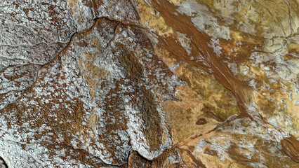 texture of the bark of a tree