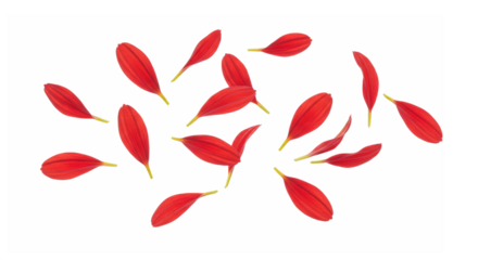 Vibrant Red Petals Falling Isolated on Transparent Background