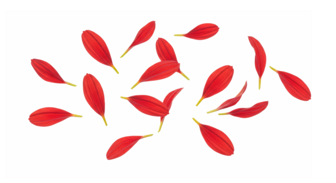 Vibrant Red Petals Falling Isolated on Transparent Background