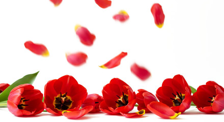 Fototapeta premium Vibrant Red Tulip Petals Falling on a Transparent Background