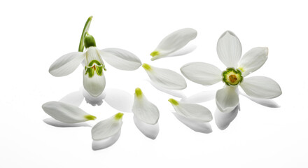 Fototapeta premium White Snowdrop Flowers with Loose Petals on Transparent Background