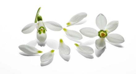 White Snowdrop Flowers with Loose Petals on Transparent Background