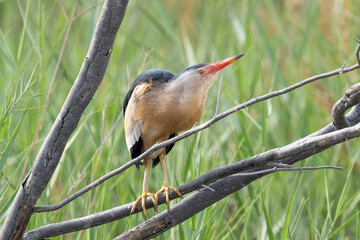 Little bittern or common little bittern (Ixobrychus minutus) breeding display