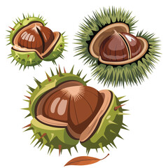 Three open horse chestnut shells revealing shiny brown conkers and a single leaf on white