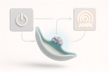 Photorealistic 3D medical illustration of autophagy, initiation at ER omegasome with curved phagophore membrane budding, Atg/ULK complex suggested as subtle protein clusters