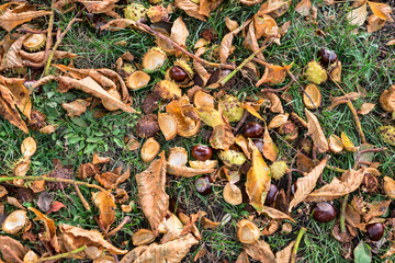 Fallen horse chestnuts among grass and fallen autumn leaves