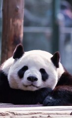 Fototapeta premium giant panda bear