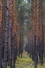 Vertical view of a dense pine forest with tall, straight trunks forming natural symmetry. The bark shows rich brown and orange tones, and the forest floor is covered with soft green moss and scattered