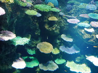 Vibrant Coral Reef with Sunlight Reflections | Ocean Biodiversity Concept