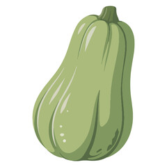 Fresh green butternut squash isolated on healthy organic vegetable harvest produce