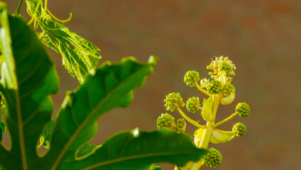 Green and colorful garden in bright sunlight in autumn, Almere, Flevoland, The Netherlands, October, 2025