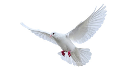 Obraz premium Friedenstaube, isoliert, transparenter Hintergrund, png