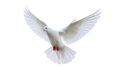 Fototapeta premium Friedenstaube, isoliert, transparenter Hintergrund, png