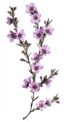 Fototapeta premium Bright Purple Flowers With Delicate Petals and Green Leaves in a Natural Arrangement