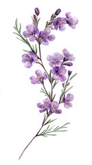 Fototapeta premium Bright Purple Flowers With Delicate Petals and Green Leaves in a Natural Arrangement