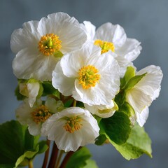Fototapeta premium Close-up of cluster of white flowers with yellow centers