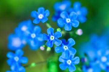 Blue forget-me-not little flowers grow in summer ornamental garden top view, soft focus