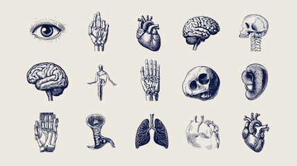 Anatomical Illustrations - A Detailed Study of Human Organs.