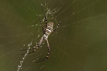 Araña tigre Argiope bruennichi con tonos pardos del anochecer, Beniarres, España