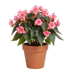 Pink begonia plant in terracotta pot isolated on transparent background