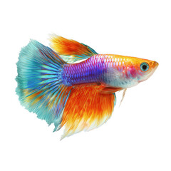 Fototapeta premium Colorful guppy fish png guppy fish png flowing fins png tropical fish png ornamental fish png aquarium fish png fancy guppy png pet fish png transparent background image