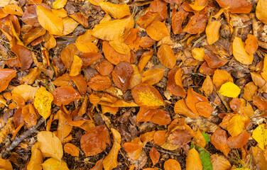 Close-up of beautiful colorful beech leaves on the ground as a natural pattern for use in graphics.