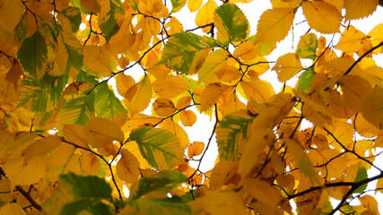 Yellow and green autumn leaves on tree branches against bright sky