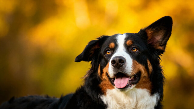 A close-up portrait of a Bernese Mountain Dog with a joyful expression, set against a warm autumnal background.