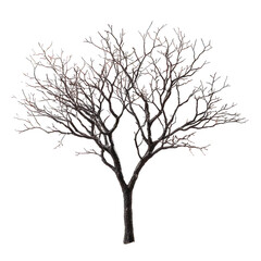 Obraz premium Leafless branch png bare branch png tree branch png dead branch png winter branch png dry branch png branch twig png bare tree png transparent background image