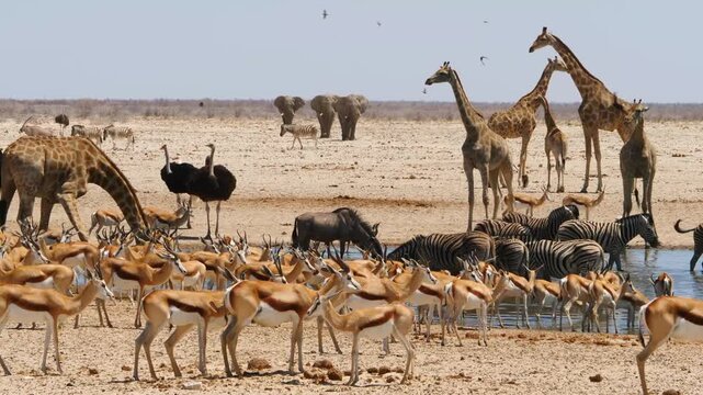 giraffes, springboks, zebras, gnu and ostriches at desert waterhole after a long drought, 3 elephants approaching 403