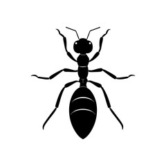 wasp isolated on white background