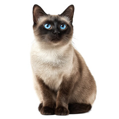 Siamese cat png sitting cat png blue eyes cat png elegant cat png siamese breed png pointed cat png cream cat png purebred cat png graceful cat png transparent background image