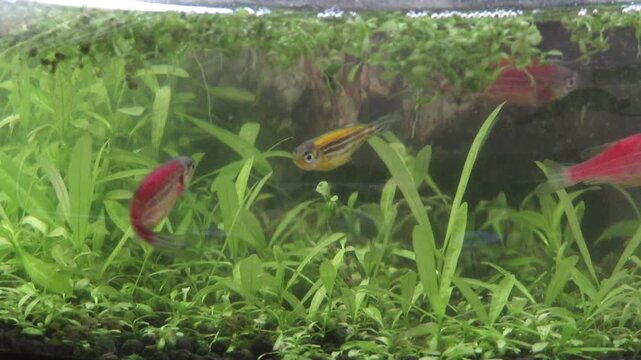 green grass and fish