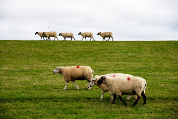 Obraz premium Wattenmeer mi Schafe